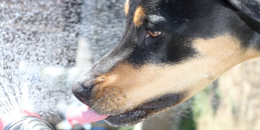 2022 High School Photo First Place, Color: Winner Kayla Rosenberg, a freshman at Hilltop High School, said her entry “Sunshine Shower” portrayed the family dog' sense of fun. Photo: Sweetwater Authority Student Photographers