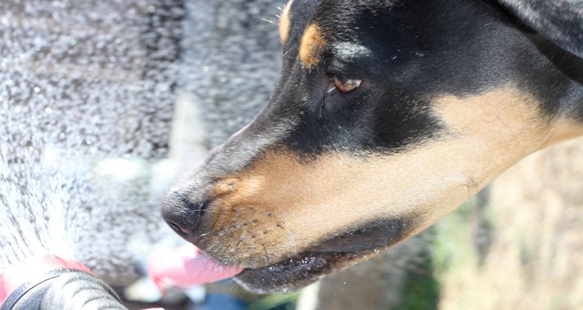 First Place, Color: Winner Kayla Rosenberg, a freshman at Hilltop High School, said her entry “Sunshine Shower” portrayed the family dog' sense of fun. Photo: Sweetwater Authority Student Photographers