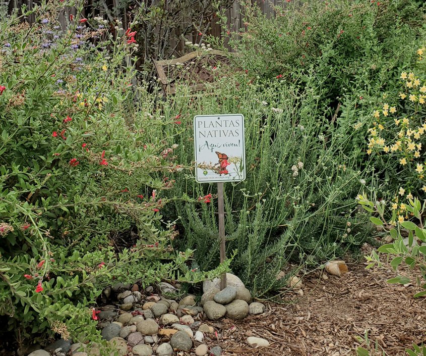 The new landscaping features native plants. Photo: Sweetwater Authority