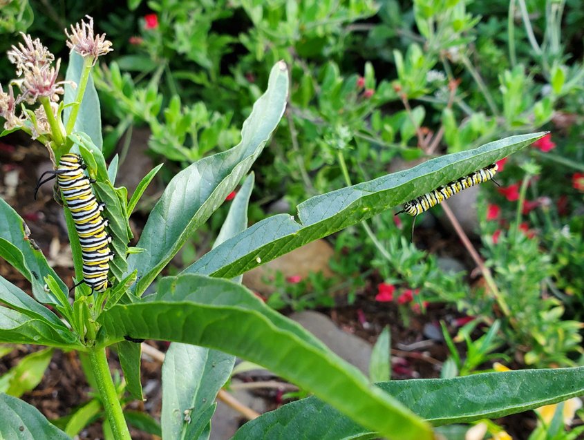 Milkweed provides food for endangered Monarch butterfly caterpillars. Photo: Sweetwater Authority