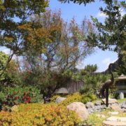 Even the strictest drought restrictions allow for watering trees on residential and commercial properties. Photo: Helix Water District landscape trees