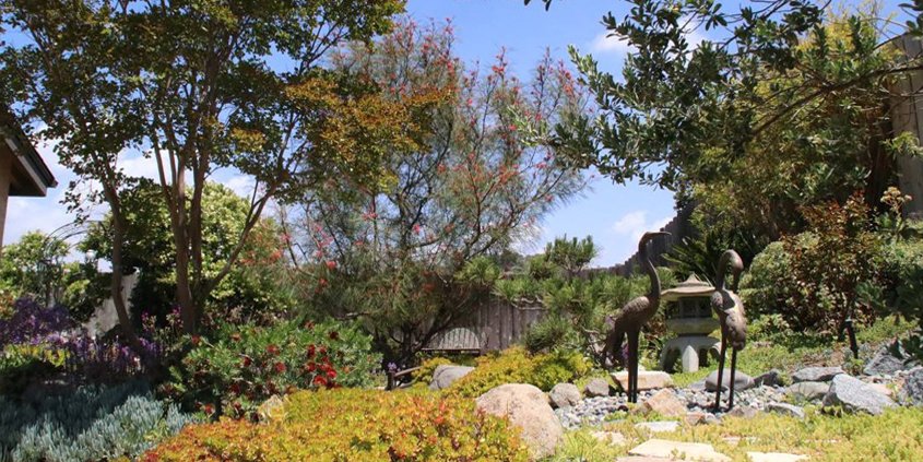 Even the strictest drought restrictions allow for watering trees on residential and commercial properties. Photo: Helix Water District landscape trees