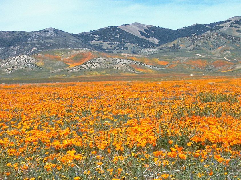 Perennial flowers outnumber the native grass species in California coastal prairies. Photo: Lloyd Waters / Pixabay Native plant communities