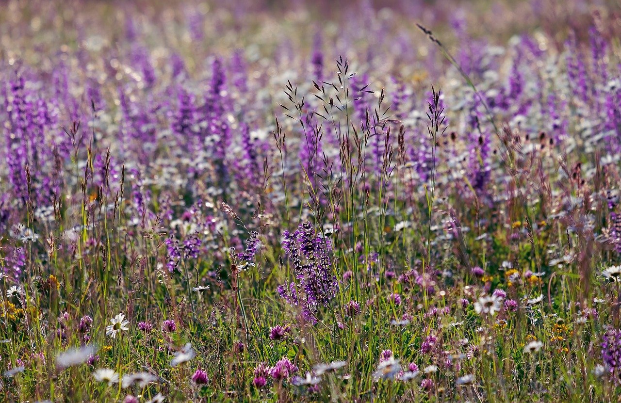 Fire-adapted, drought deciduous plants flourish in California coastal sage scrub. Photo: Couleur/Pixabay Native plant communities