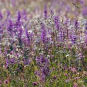 Fire-adapted, drought deciduous plants flourish in California coastal sage scrub. Photo: Couleur/Pixabay Native plant communities