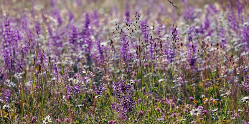 Fire-adapted, drought deciduous plants flourish in California coastal sage scrub. Photo: Couleur/Pixabay Native plant communities