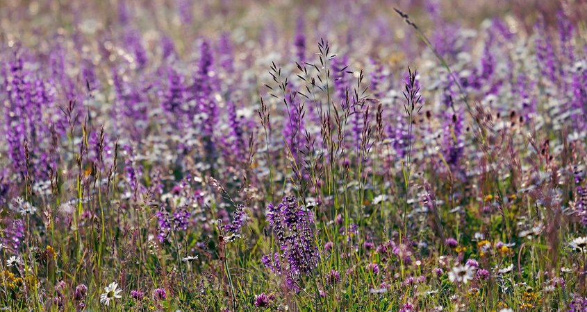 Fire-adapted, drought deciduous plants flourish in California coastal sage scrub. Photo: Couleur/Pixabay Native plant communities