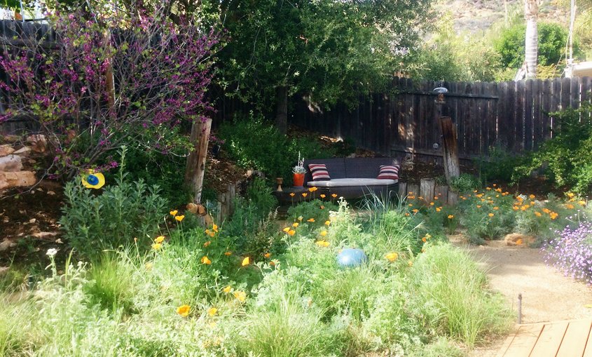 The new garden provides habitat for native insects, birds, animals, and people too. Photo: City of Escondido native plants