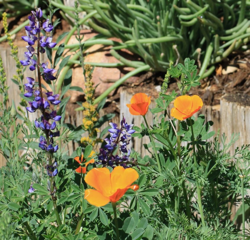 Salvias and poppies provide color in the landscaping plan. Photo: City of Escondido native plants