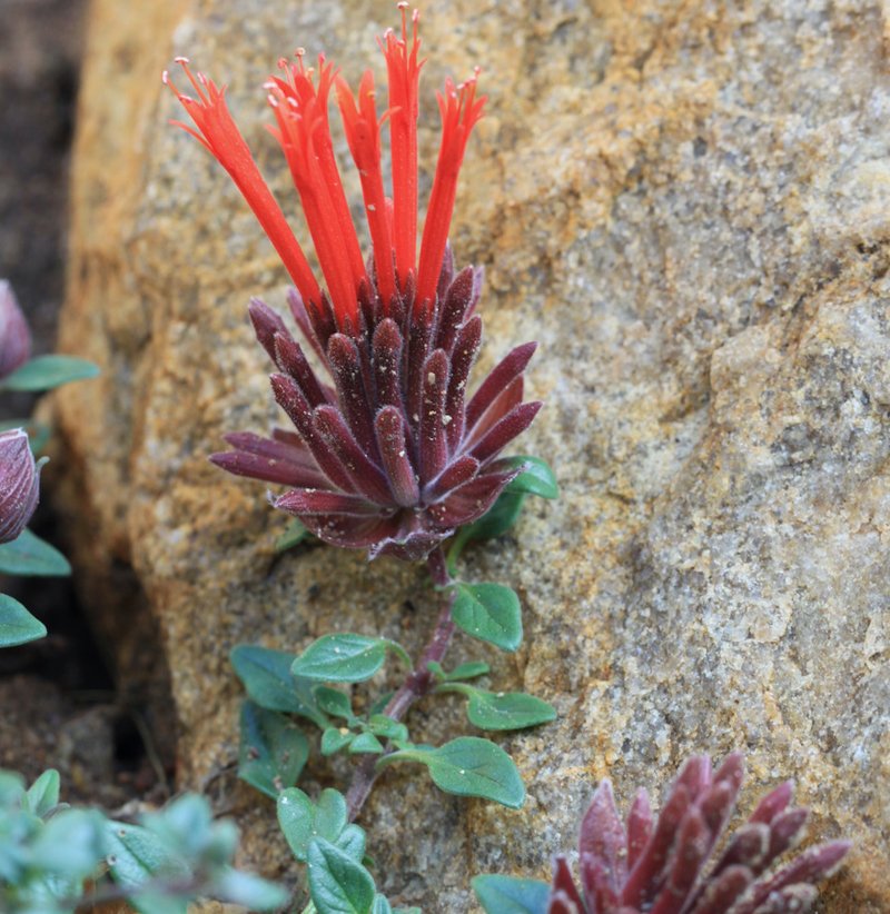 Pollinators and birds are attracted to native plants like this Stonecrop (Crassulae). Photo: City of Escondido