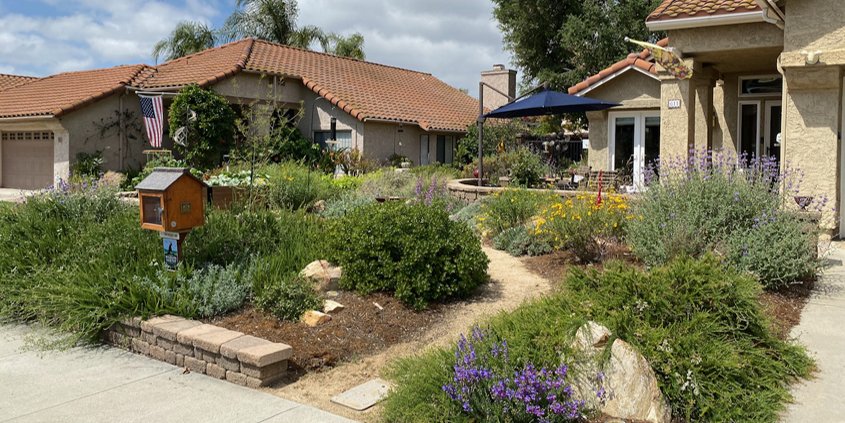 Native plants-drought-City of Escondido-Landscape Makeover