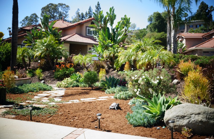 Even the strictest drought restrictions allow for watering trees on residential and commercial properties. Photo: Otay Water District tree care tips