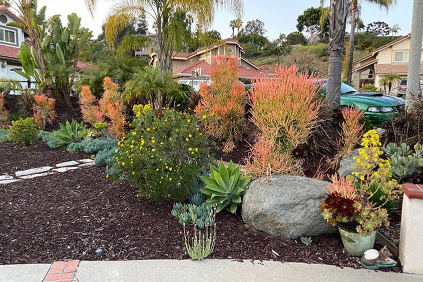 The new landscaping eplaced turf with waterwise plants. Photo: Otay Water District El Cajon homeowner