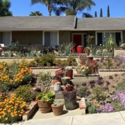 WaterSmart Landscape Contest-Lauren Grey's new landscaping filled with vibrant blooming plants is the 2021 Vista Irrigation District Landscape Makeover Contest winner. Photo: Vista Irrigation District Vista 2021 Contest