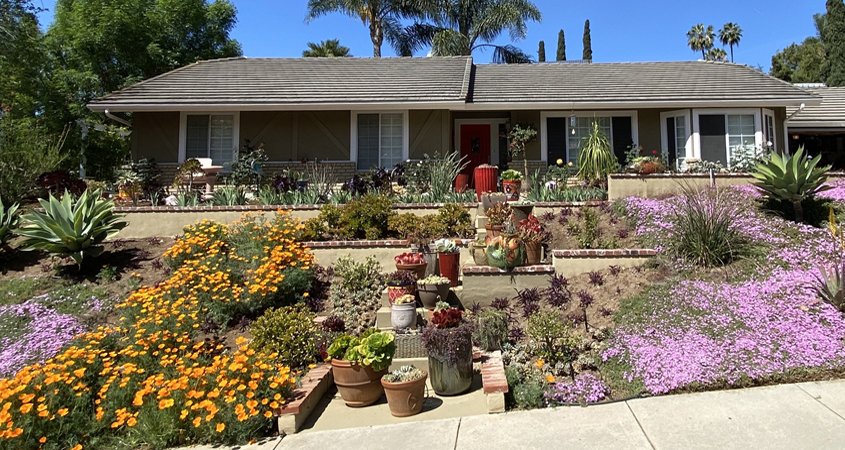 WaterSmart Landscape Contest-Lauren Grey's new landscaping filled with vibrant blooming plants is the 2021 Vista Irrigation District Landscape Makeover Contest winner. Photo: Vista Irrigation District Vista 2021 Contest