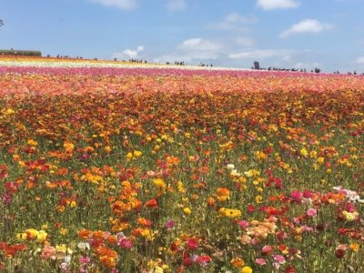 Crop Report-Cut Flowers-Ed Joyce photo-agriculture-San Diego County-Top crops