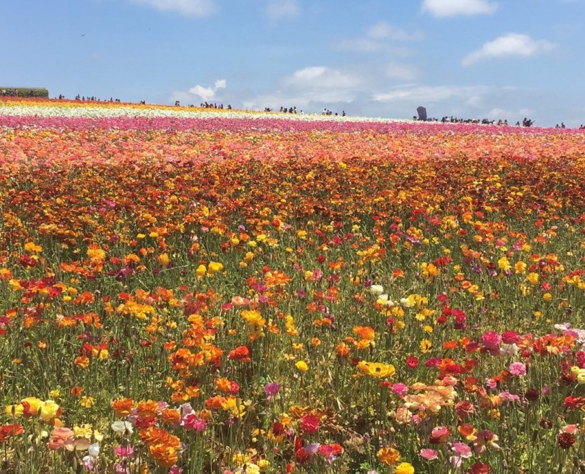 Crop Report-Cut Flowers-Ed Joyce photo-agriculture-San Diego County-Top crops