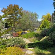 Carefully selected trees are the most valuable addition to your sustainable landscaping. Photo: Helix Water District landscape trees