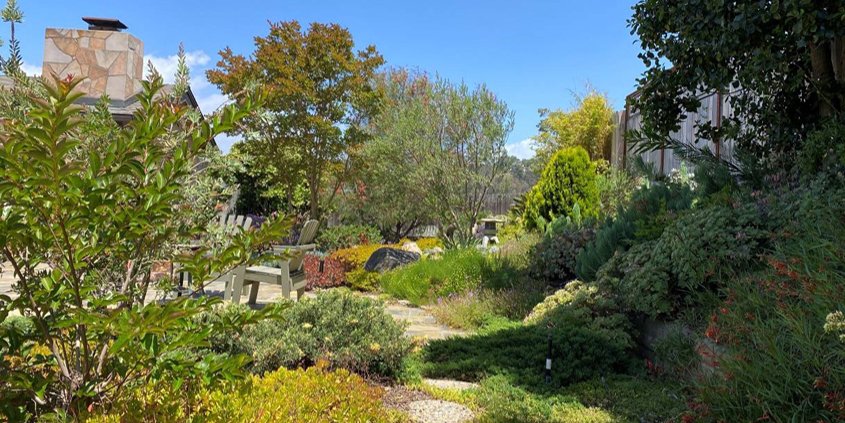 Carefully selected trees are the most valuable addition to your sustainable landscaping. Photo: Helix Water District landscape trees