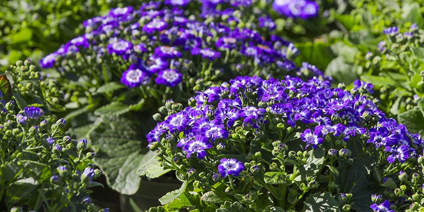 Crop Report-Top Crops-agriculture-San Diego County