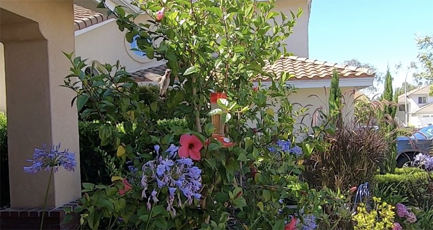 Ellen Kaplan enjoys watching hummingbirds visiting her new landscaping - and so does her cat from safely inside the house. Photo: Vallecitos Water District winning