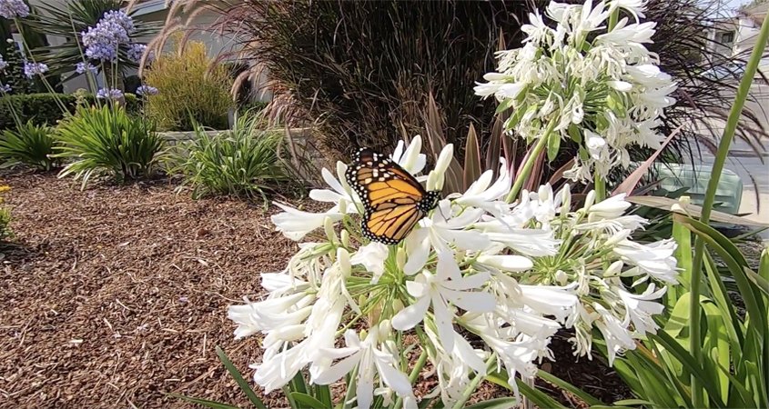 All three winning landscape designs provide habitat for pollinators and birds. Photo: Vallecitos Water District winning