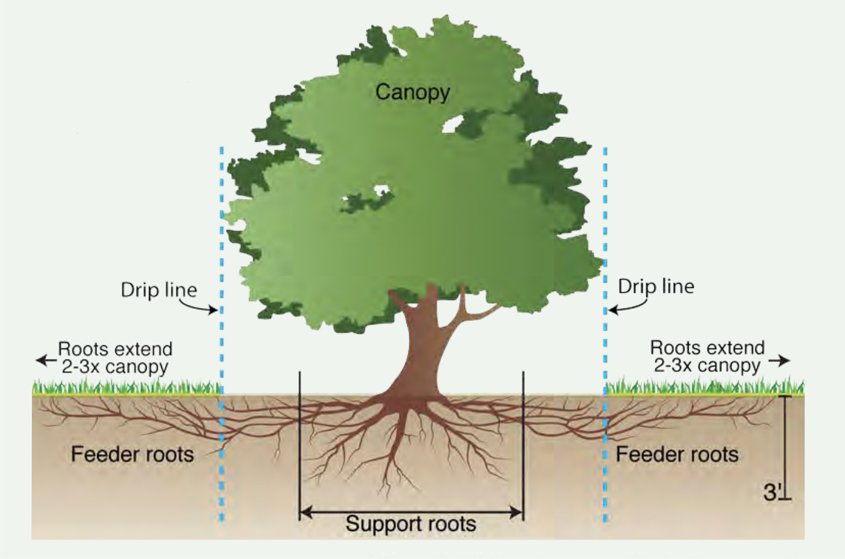 When watering your trees, water along the dripline below the canopy edge, not at the trunk. Diagram: San Diego Regional Urban Forestry Council tree care tips