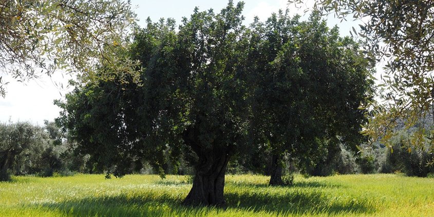 A large tree's roots are concentrated at the dripline, not at the trunk. This is where you should irrigate the tree through a slow release technique. Photo: Hans Braxmeier, Pixabay tree watering tips