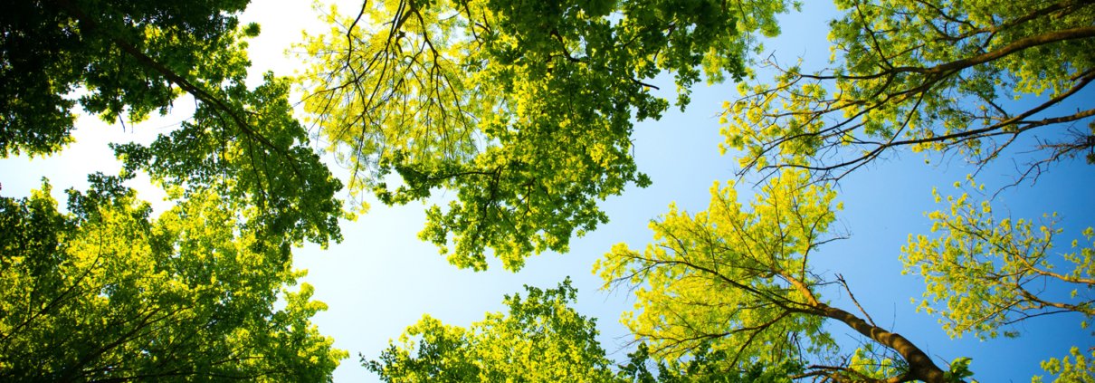 Healthy trees provide tremendous environmental and community benefits, and require a minimal investment in water to stay healthy. Photo: Valiphotos / Pexels tree care tips