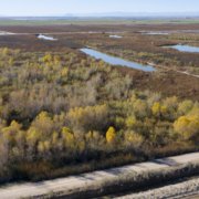 Managed Marsh-trees-Imperial Valley-Salton Sea