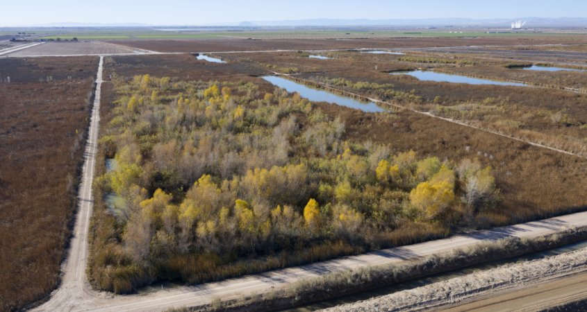 Managed Marsh-trees-Imperial Valley-Salton Sea