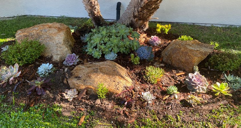 Homeowner Peggy Hanne sent in a photo of her freshly planted succulents. Photo: FPUD
