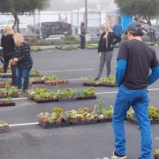 Fallbrook homeowners select their free succulents thanks to a Fallbrook Public Utilities Department program. Photo: FPUD