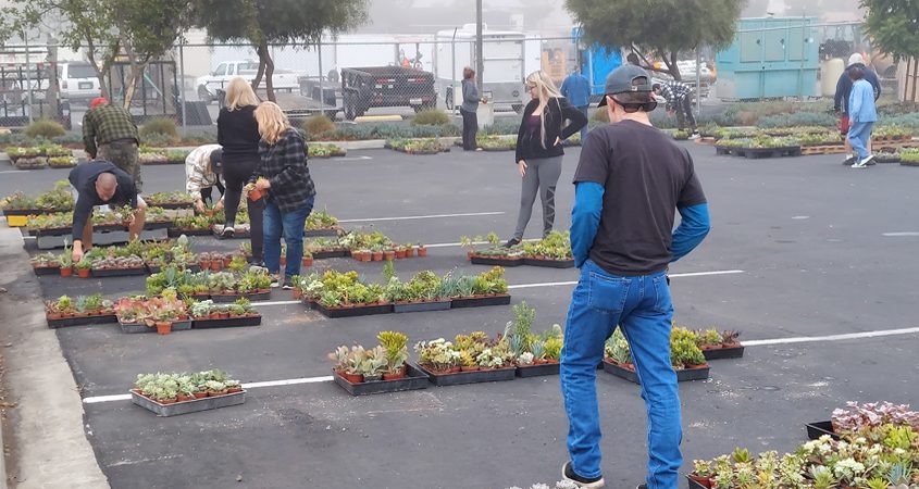 Fallbrook homeowners select their free succulents thanks to a Fallbrook Public Utilities Department program. Photo: FPUD