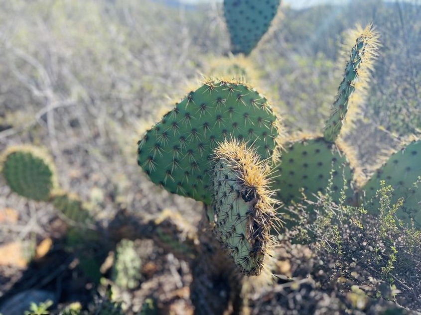  “Cactus” by Ashley Hahlen is the Youth category winner for photographers under age 15. Photo: Olivenhain Municipal Water District winners announced