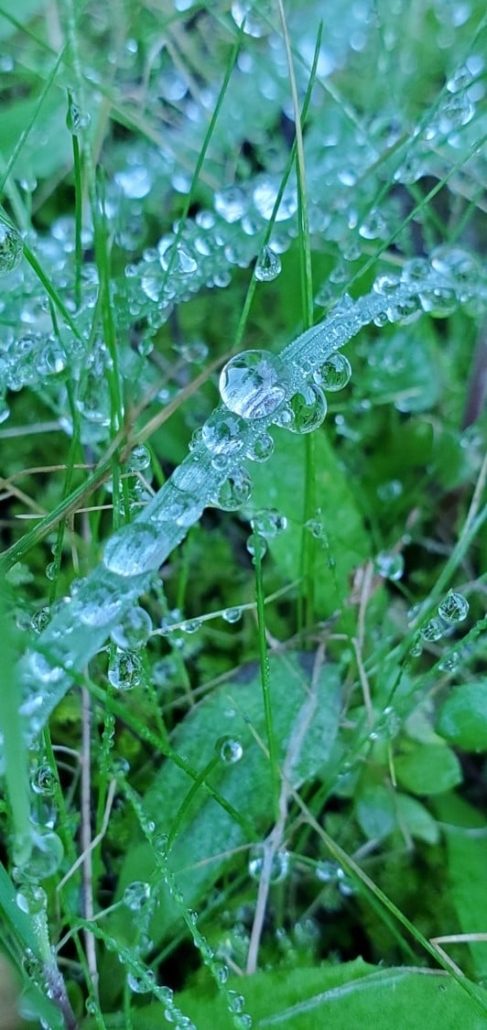  “In the Details” by Christie Lothrop wins the "Plants" category. Photo: Olivenhain Municipal Water District winners announced