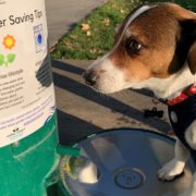 Farley visits one of the new hydration stations in San Marcos. Photo: Vallecitos Water District Wags and Water