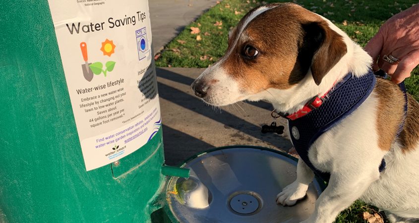 Farley visits one of the new hydration stations in San Marcos. Photo: Vallecitos Water District Wags and Water