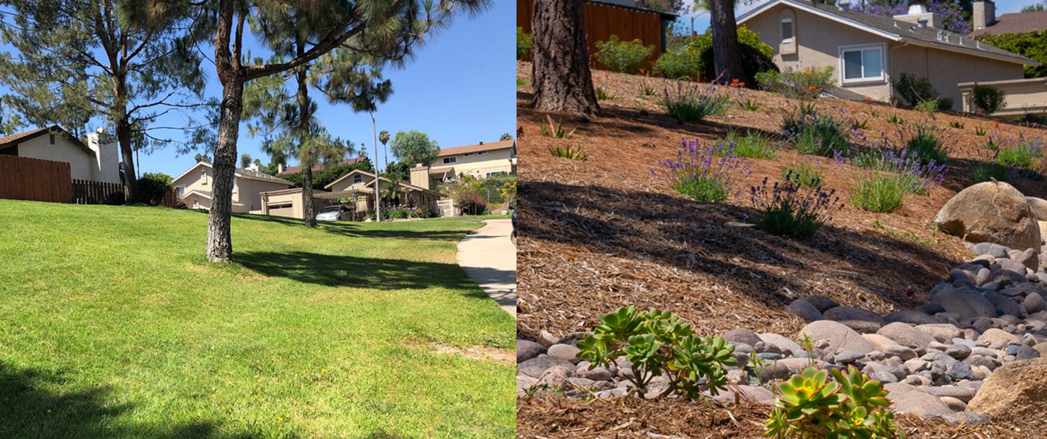 A side by side look at before and after photos of the Rancho San Diego Association landscape renovation, completed with assistance from the County's Landscape Optimization Service. Photos: Courtesy Rancho San Diego HOA