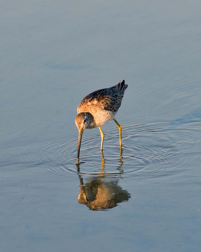 3rd Place: Guadalupe Estrada, Chula Vista High School, Grade 11 – “Kissing Reflection.' Photo: Sweetwater Authority