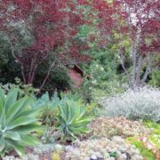 In-person landscape workshop: This award winning landscape makeover in La Mesa shows a low water use design can be lush and colorful without turf.