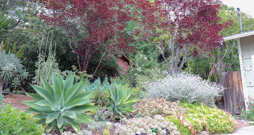 In-person landscape workshop: This award winning landscape makeover in La Mesa shows a low water use design can be lush and colorful without turf.