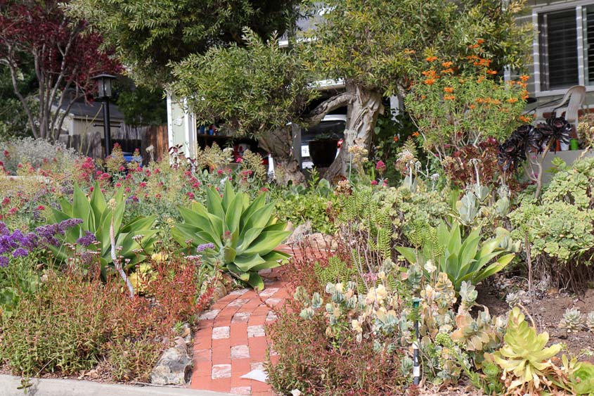 Nick Voinov used multiple layers of succulents, plants and trees to create his winning landscaping. Photo: Helix Water District water efficient yard