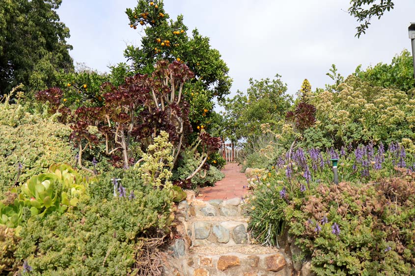 Plants spill over walkways and planters for a lush appearance. Photo: Helix Water District