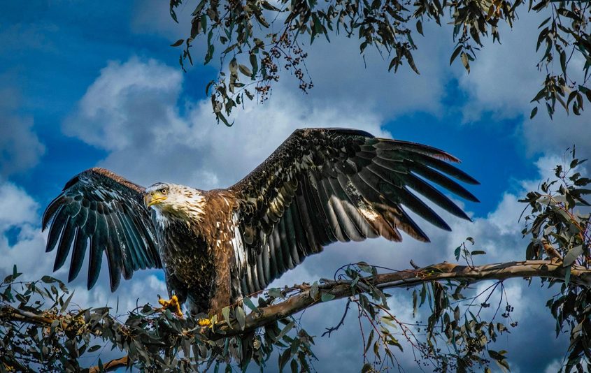 Third Place winner: John Wozny, “The Eagle Has Landed.” Photo: Helix Water District Lake Jennings 2022