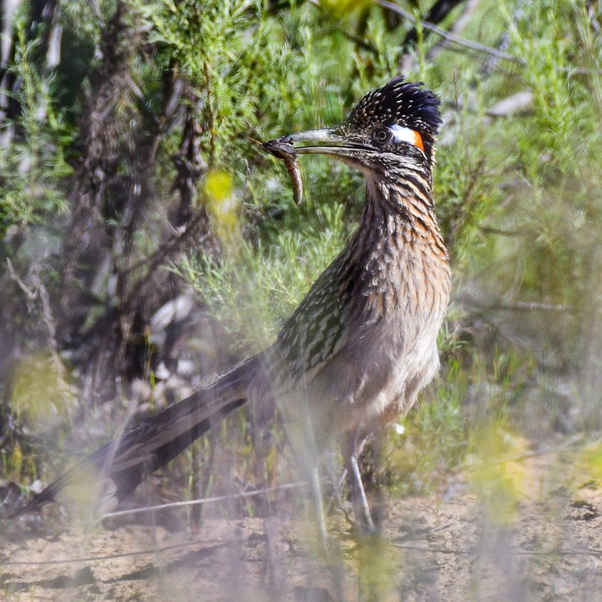 First Place winner: Lucas Sides, “Lunch.” Photo: Helix Water District 