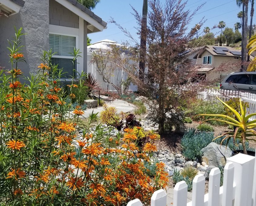 The Godfreys installed a drip irrigation system that provides a low volume of water that is healthy for plants and trees while resulting in little to no evaporation. Photo: Olivenhain Municipal Water District