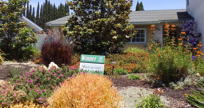 The Cavanah family's colorful, watersmart landscape is the winner of the 2022 Sweetwater Authority Landscape Makeover contest. Photo: Sweetwater Authority less water