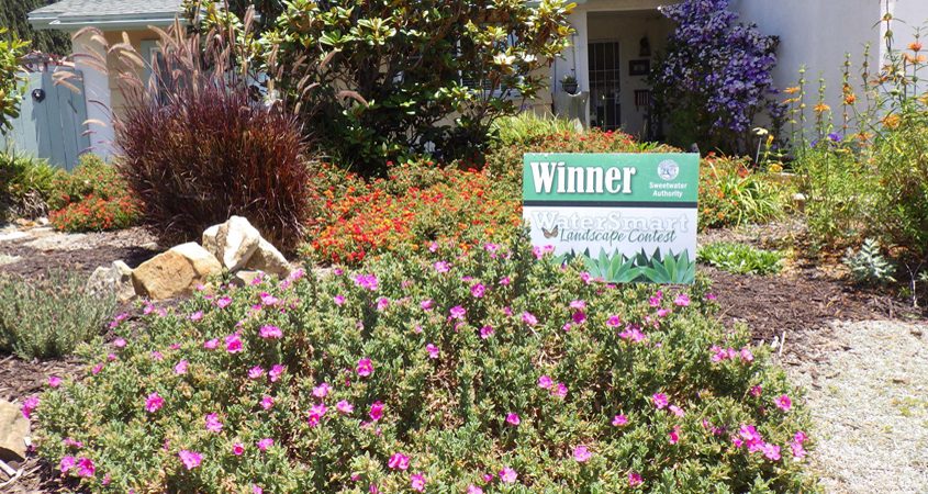 The Cavanahs replaced their thirsty lawn with drought-tolerant landcover and colorful native plants to attract birds and bees. Photo: Sweetwater Authority less water