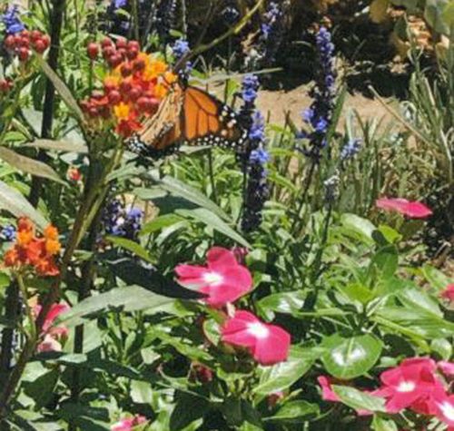 The native plant garden attracts pollinators including endangered Monarch butterfliest. Photo: City of Escondido landscape makeover